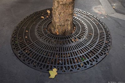 Väljaspool kõnnitee kaitset metallpuud